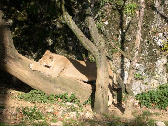  une lionne du zoo de la citadelle